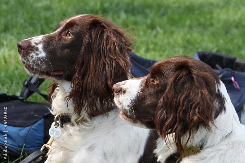 two working type english springer spaniel gundogs