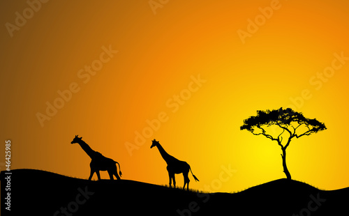 Gehende Giraffen bei Sonnenuntergang Silhouette