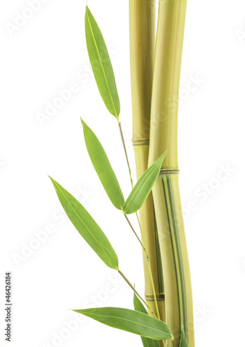 Fototapeta Naklejka Na Ścianę i Meble -  Yellow Bamboo close up