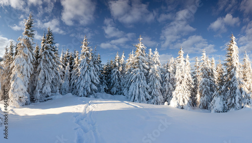 Beautiful winter landscape in the forest © Andrew Mayovskyy