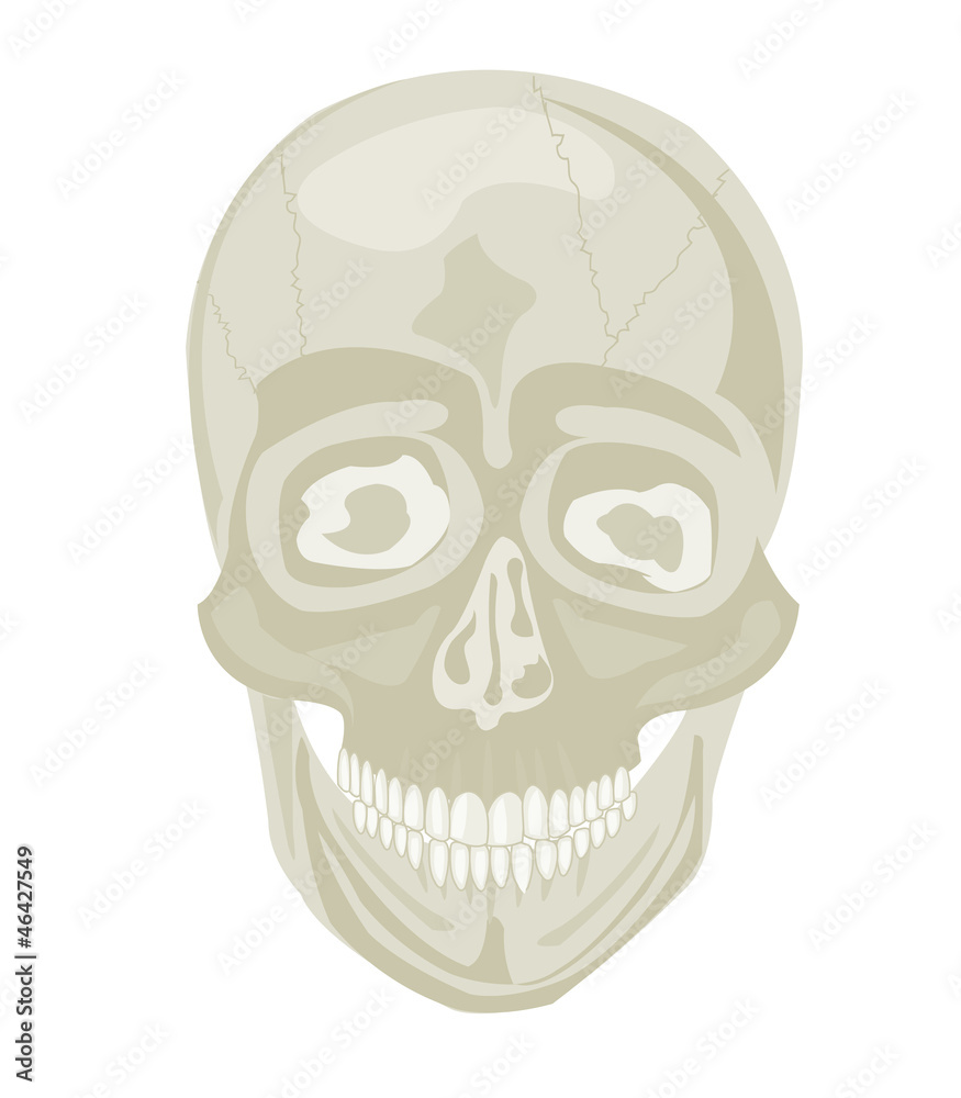 Fototapeta premium Skull of the person