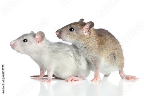 Rats on a white background