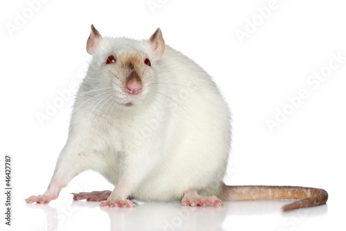 Rat on a white background