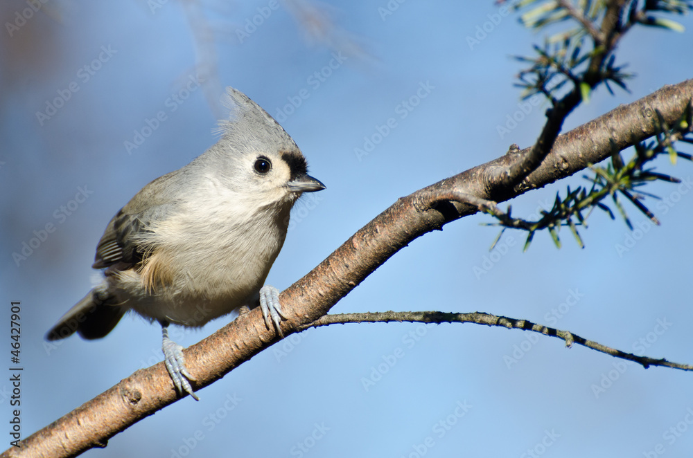 Naklejka premium Tufted Titmouse Perched in a Tree