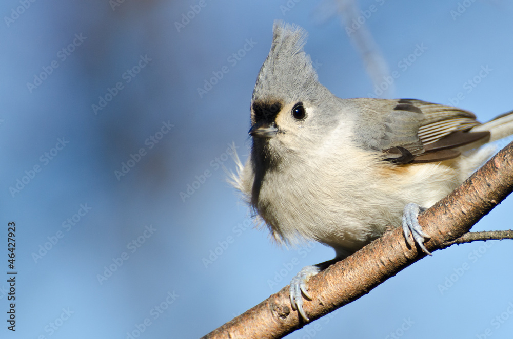 Fototapeta premium Tufted Titmouse Perched in a Tree
