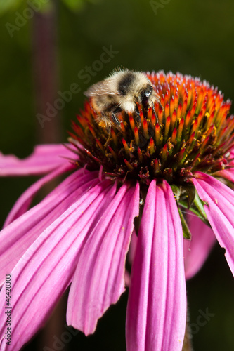 Pink Echinacea flower