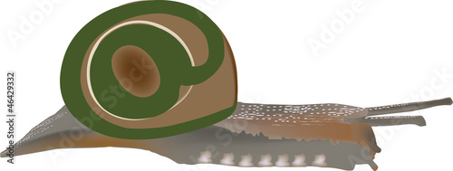 chiocciolina lumaca