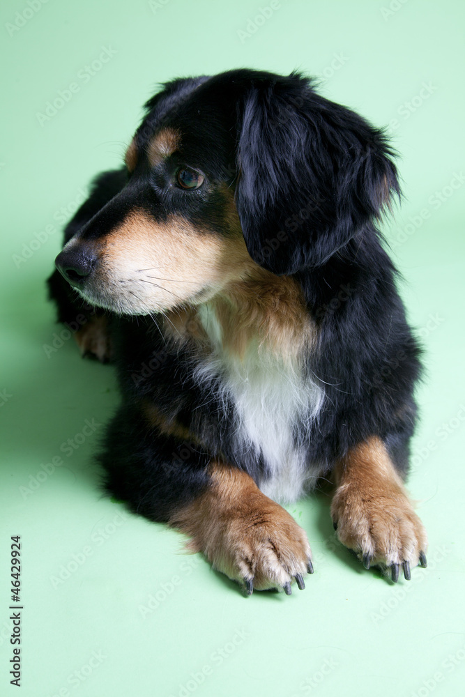 cute dog obeying on colored background