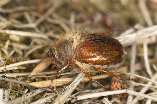 Chafer beetle (amphimallon falleni) on ground, macro photo © Henrik Larsson