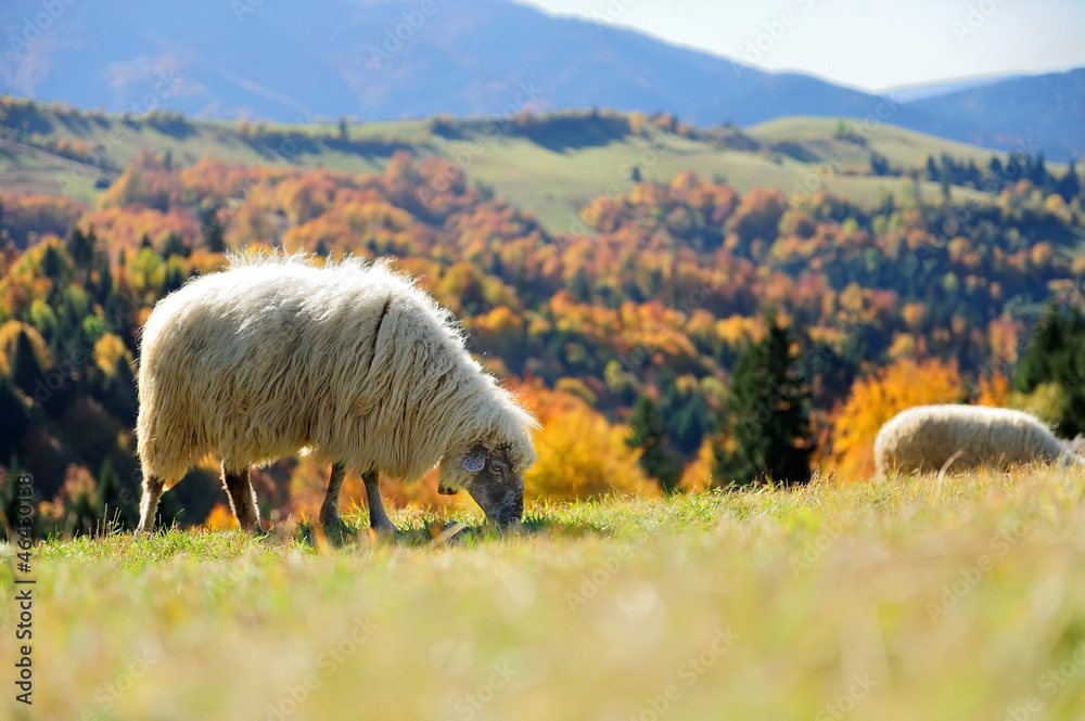 Obraz premium Sheep on a field