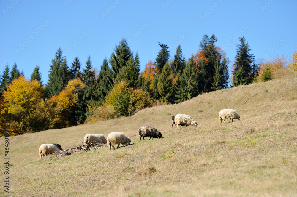 Fototapeta premium Sheep on a field