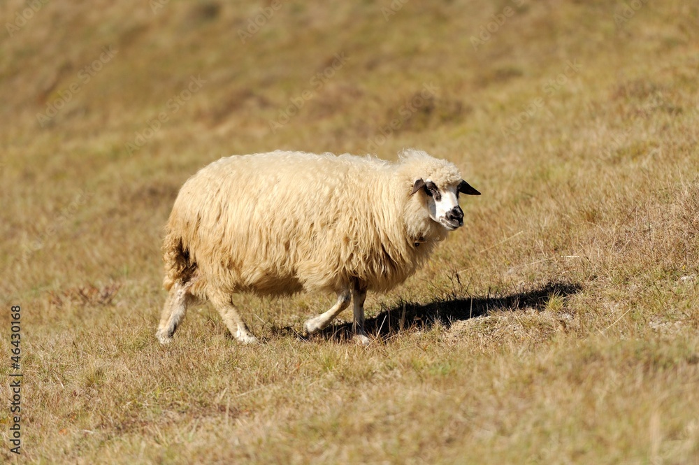 Fototapeta premium Sheep on a field