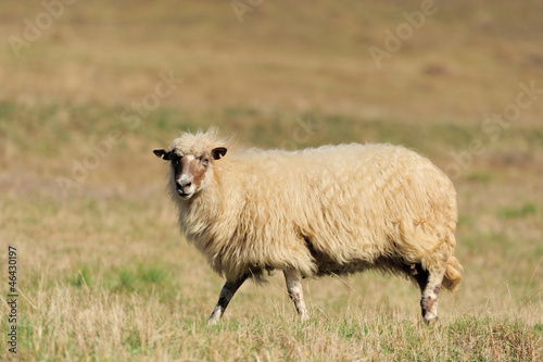  Sheep on a field