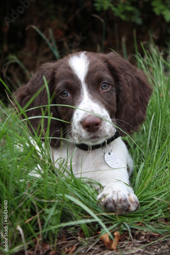 Cute Working type english springer spaniel gundog