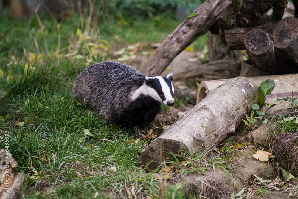 Obraz premium Badger