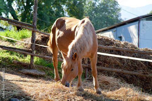 Fototapeta Naklejka Na Ścianę i Meble -  cavallo che mangia il fieno