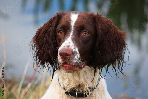 Obraz na płótnie a working type english springer spaniel gundog