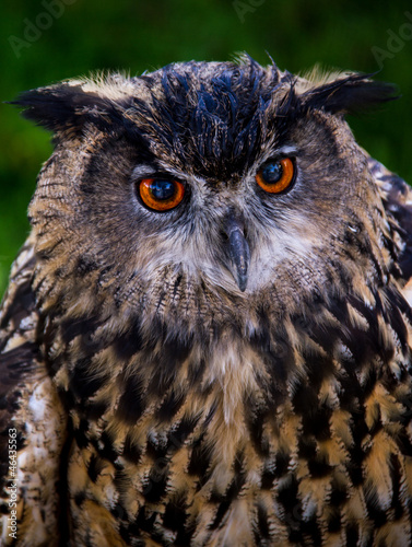 Eagle Owl