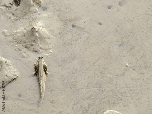 The Mudskipper lay down on Mire. Action in respire