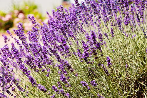 Lavendel Bl  ten an der Pflanze auf einem Feld im Sommer