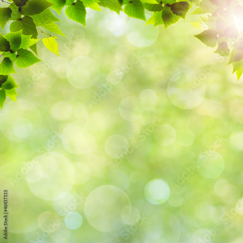 Green leaves. Abstract natural backgrounds for your design © Dmytro Tolokonov