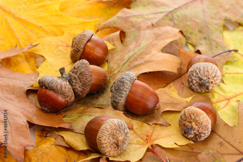 brown acorns on autumn leaves, close up