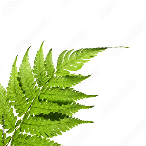 Green leaf isolated on a white background