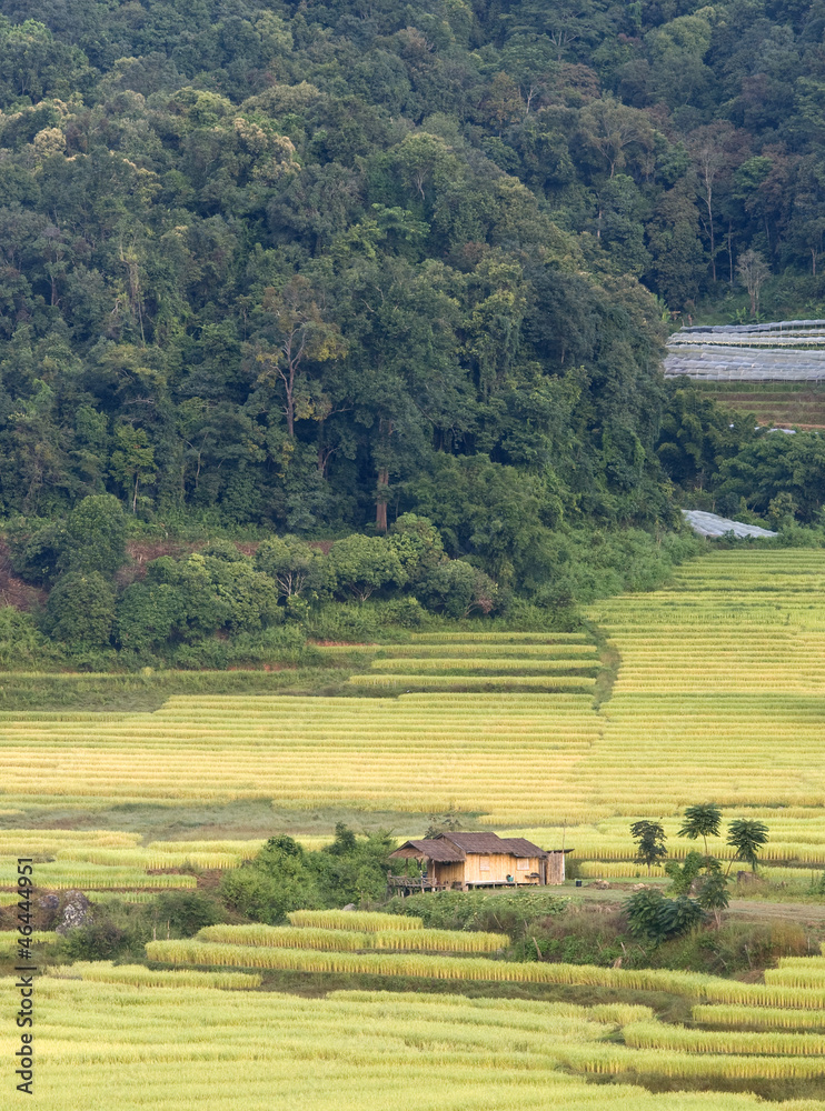 Terrace of rice field in Mae Klang Luang Village, Thailand