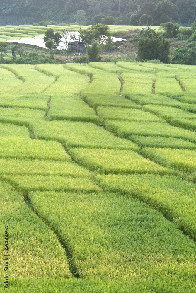 Terrace of rice field in Mae Klang Luang Village, Thailand