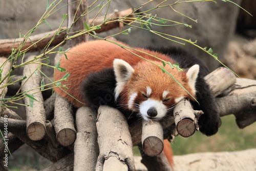 Fotografie sleeping red panda in Hong Kong