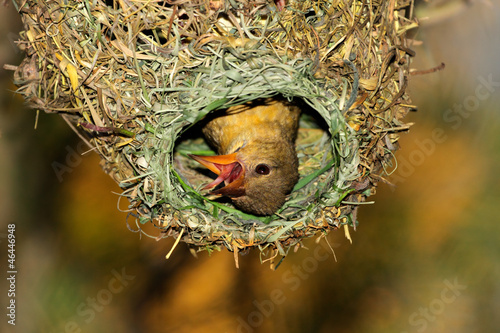 Cape weaver  Ploceus capensis  in her nest
