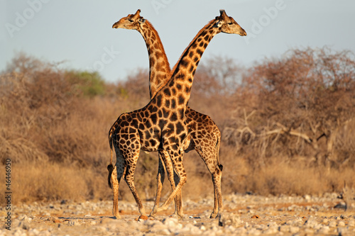 Giraffe bulls, Etosha National Park #46446950