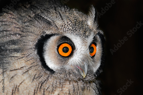 White-faced owl (Otis leucotis)