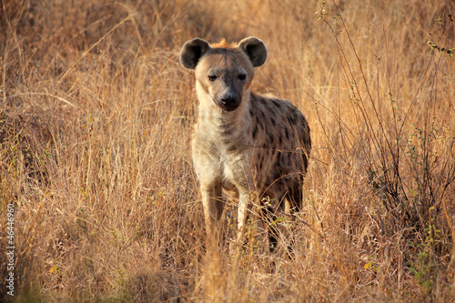 Spotted Hyena © EcoView