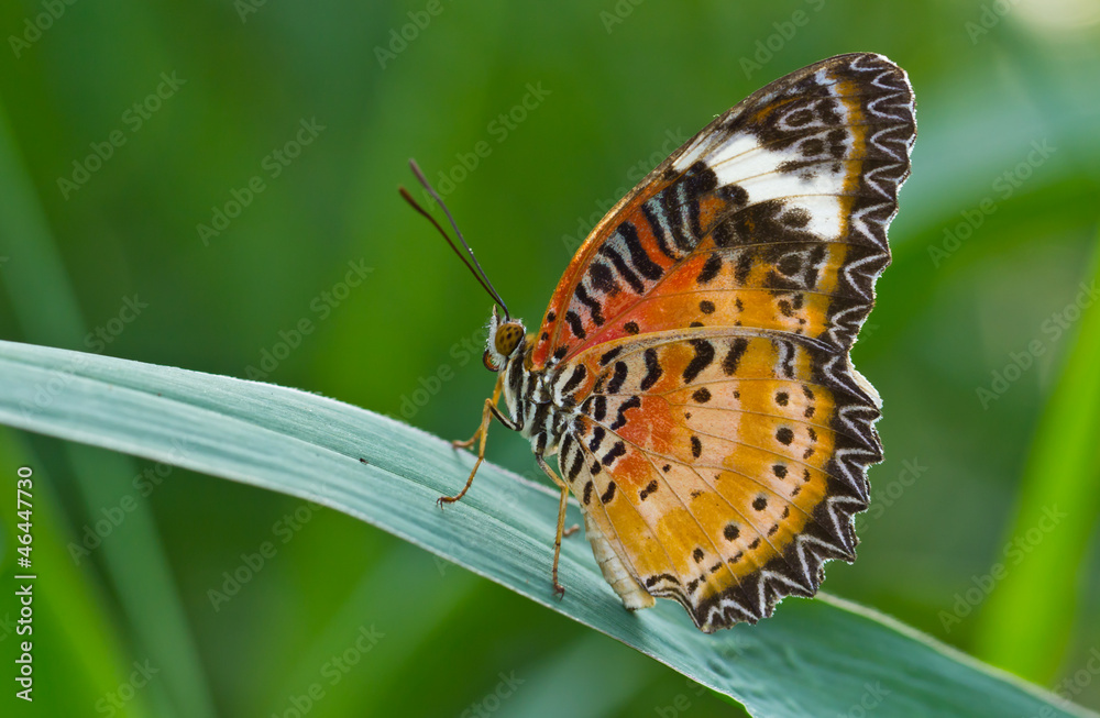 Naklejka premium Butterfly in green field