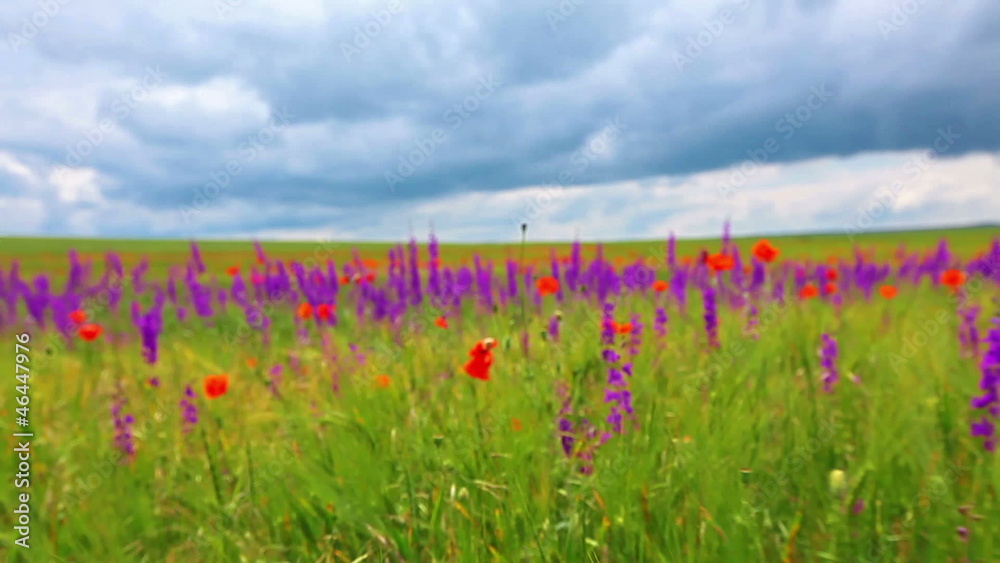 field of flowers and the cloudy sky field of flowers and the cloudy sky