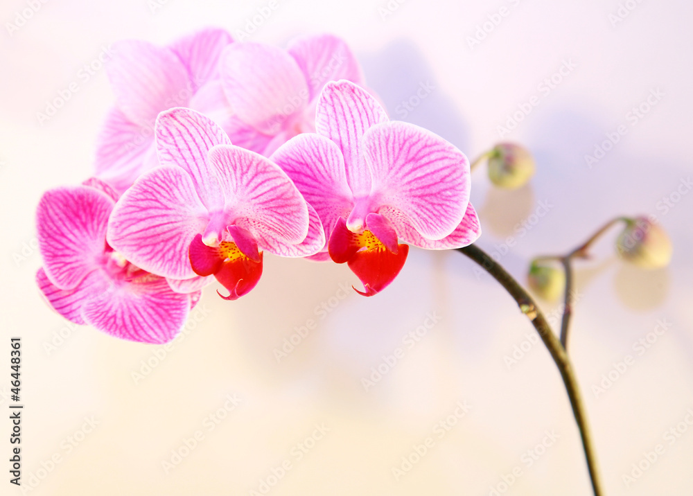 Fototapeta premium Pink streaked orchid flower and shadow on white background