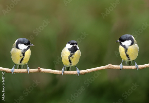 three great tits on a branch #46451160
