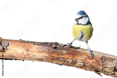 perching blue tit