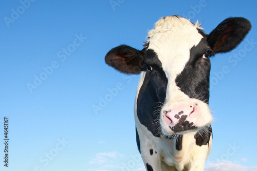 holstein cow against blue sky