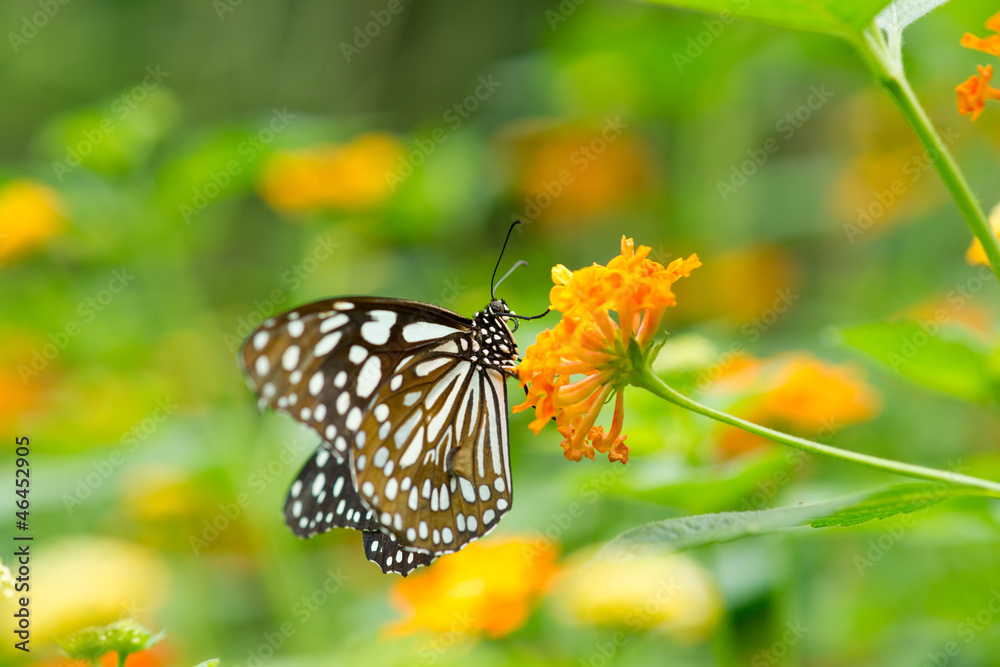 butterfly on Lantana flower butterfly on Lantana flower
