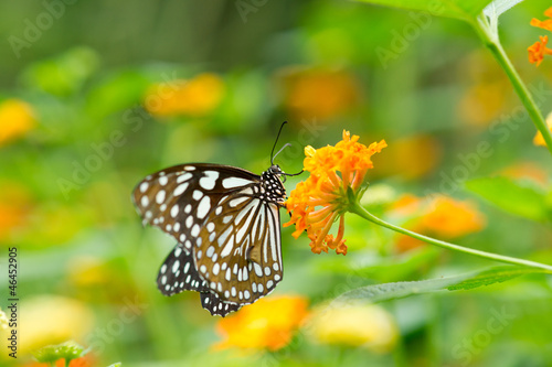 butterfly on Lantana flower