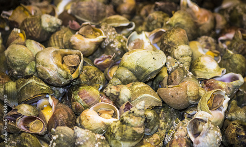 Fototapeta Naklejka Na Ścianę i Meble -  Sea snails gekocht