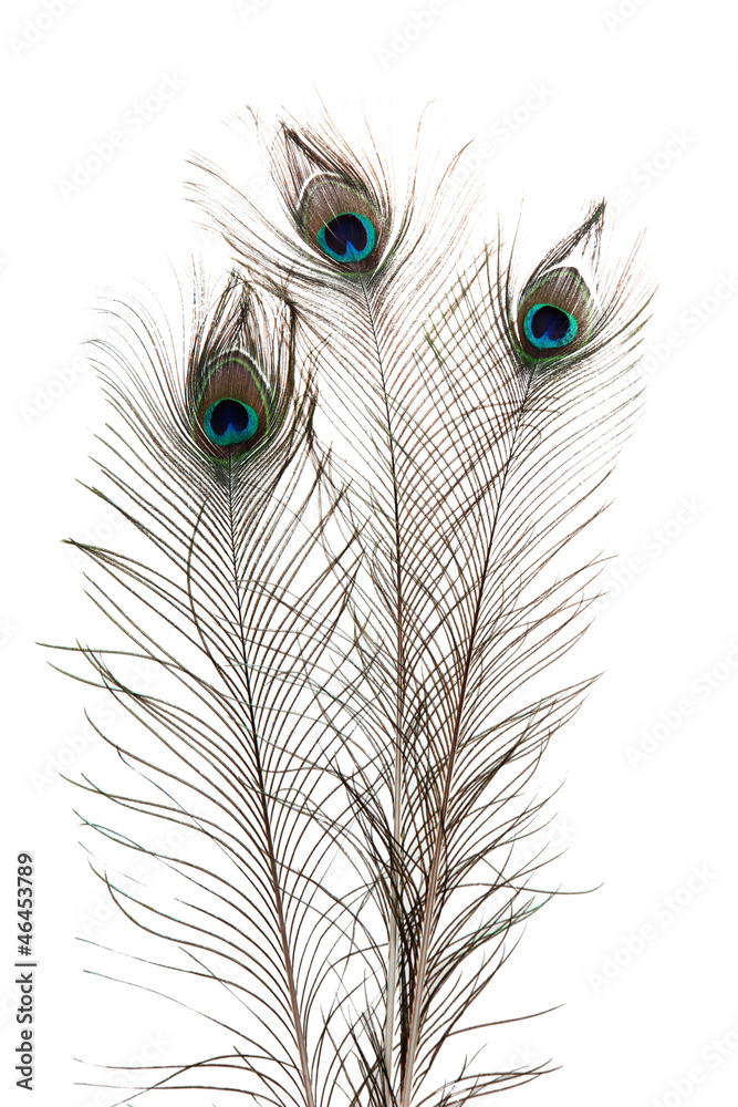 Obraz premium Peacock Feathers on white background