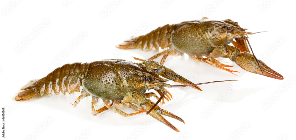 Alive crayfishes isolated on white close-up Alive crayfishes isolated on white close-up