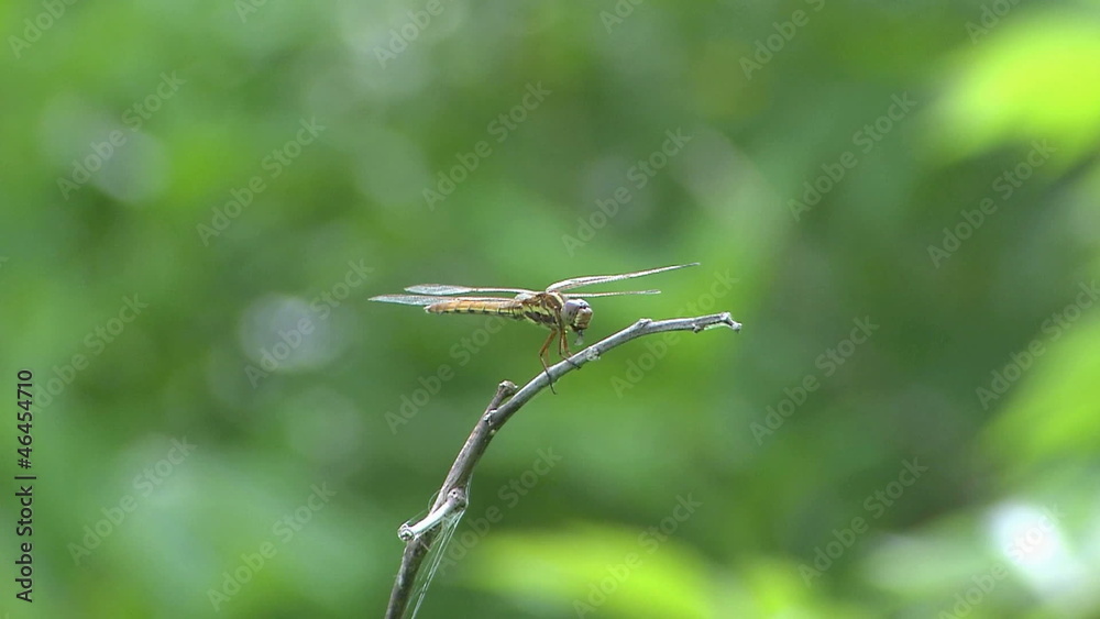 dragonfly dragonfly