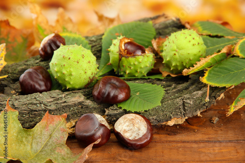 Chestnuts with autumn dried leaves and bark,