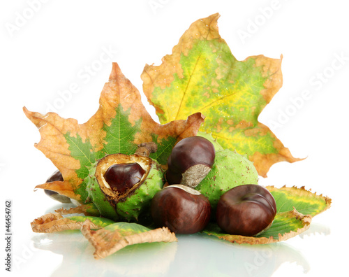 Chestnuts with autumn dried leaves, isolated on white