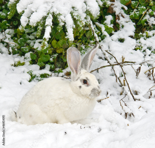 White rabbit lies under a fir