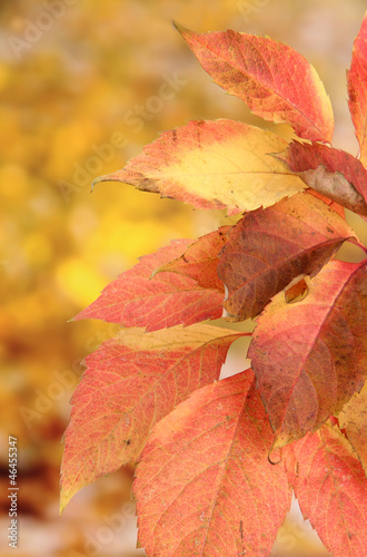 bright autumn leaves  on yellow background